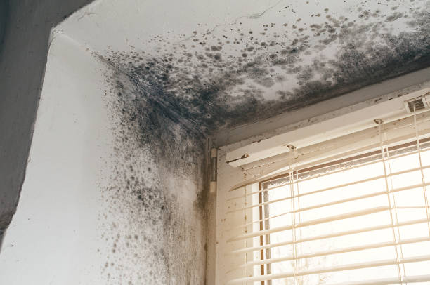 Affordable Hvac And Air Duct Mold Remediation solutions in Mountainside, NJ